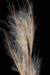 Broomsedge bluestem